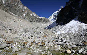В ущелье Укю / Кавказ, Безенги, ущелье Укю. Стадо кавказского тура