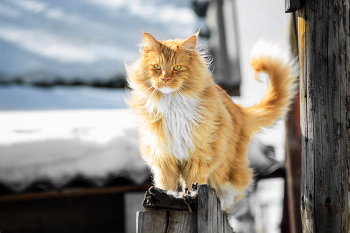 «Величавое обаяние мейн‑куна» / Встреча с королем котов.