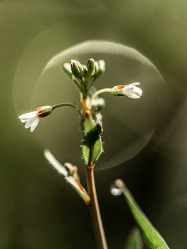 &nbsp; / зима, снега, хочется весны...