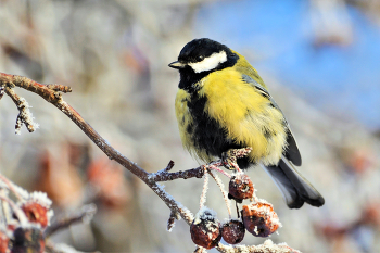 Синицын / Самец большой синички (Parus major)