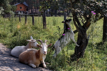 Летним днём. / У дороги.