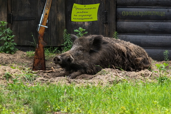 Охранник / Охрана от мышей, зайцев и копытных. Медведя содержимое склада, конечно, тоже может заинтересовать, но тут уж надо стадо хряков на объекте держать... "Если с другом буду я, а медведь без друга".