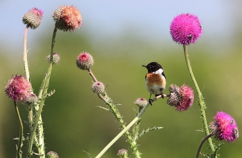 Черноголовый чекан / ***