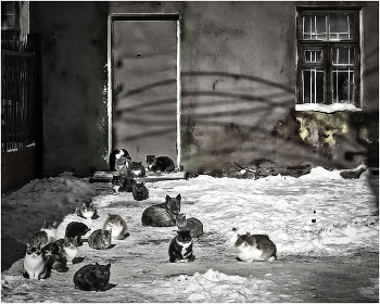 Под прикрытием / ***