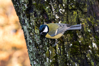 Синица большая. / ***