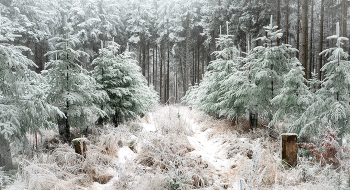 Молодые ёлки / ***