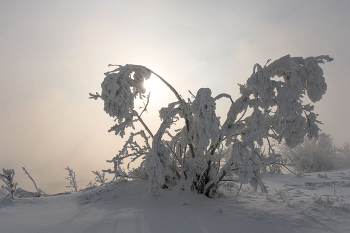 Зимняя бабочка / Красноярский край