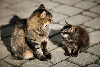 Великий Ка. / Кошки дворовые.