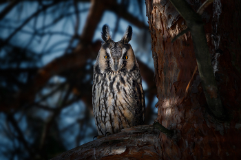 Сова ушастая / Зимой