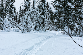 Прогулка по тайге Барзасской тайге / Красива наша Сибирская тайга, много подарков оставил нам Дед Мороз в виде разных фигурок, позже выложу.
