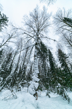 Барзасская тайга / ***
