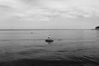 Чайка в Петергофе. / 2025