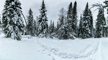 Барзасская тайга / ***