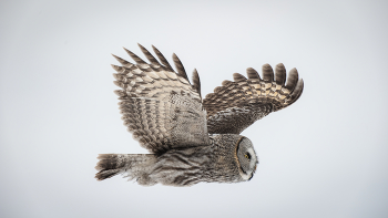 Бородатая неясыть - бесшумный истребитель грызунов! / ***