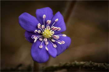 печёночница благородная / ***