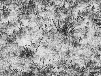 Жизнь вокруг / ***