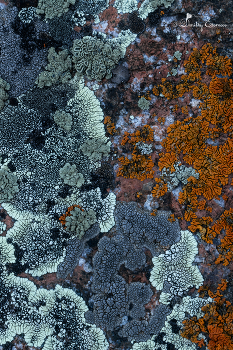 Природа в деталях: когда обычное становится волшебным... / ***