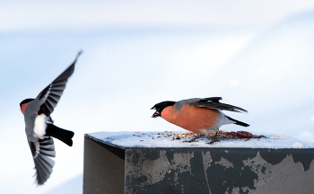 Прогнал... / ***