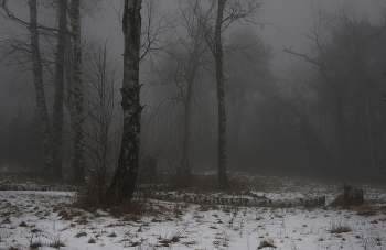 Туманное утро / Зима