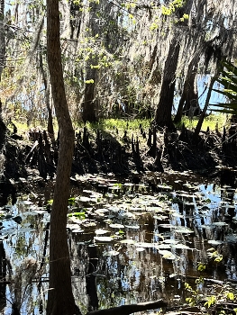 &nbsp; / Tropical River in Winter under freezing temperatures
