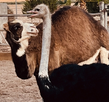 &nbsp; / Domestic animals mention in a farm