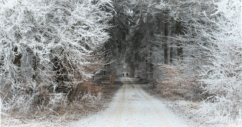 Чем дальше в лес, тем больше дров / ***