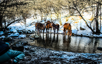 Пришли на водопой / Крым