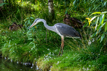 Цапля серая. / ***