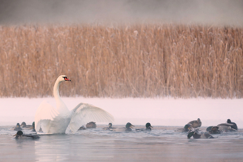 Тусовка / ***
