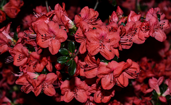 Красное / ***