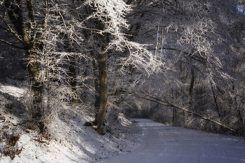 Зима / Утренняя прогулка