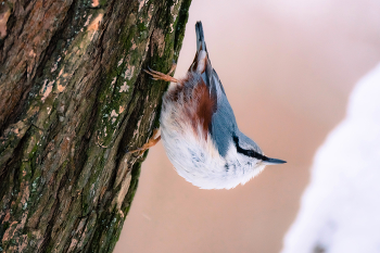 Обыкновенный поползень / ***