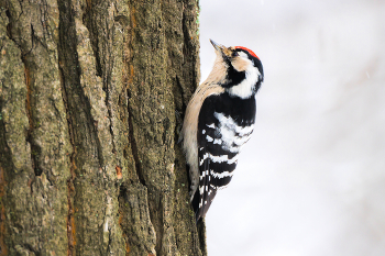 Малый пестрый дятел / ***