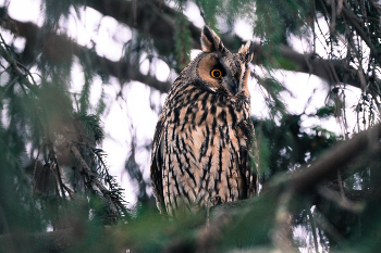 Ушастая сова / ***
