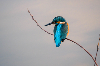 Зимородок / ***