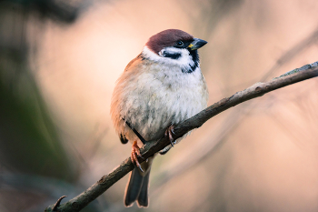 Полевой воробей / ***