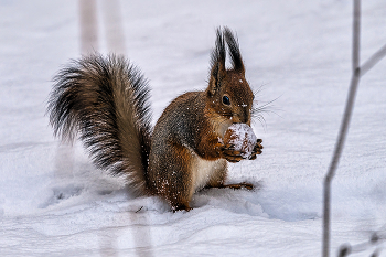Зимние припасы / Пригодился в трудный час
Этот белочке припас.