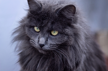 "Портрет Нибелунга" / Особенности характера нибелунга:

* привязывается только к одному члену семьи (считает его хозяином);
* консервативен, тяжело привыкает к переменам;
* не переносит одиночества, нуждается в компании;
* игривый, но спокойный;
* независимый, но любит ласку;
* требователен к чистоте лотка и качеству еды;
* не любит громких звуков и беспорядка.

Общие параметры породы:

* вес: кошки — 3–5,5 кг, коты — 5–6 кг;
* продолжительность жизни: 14–20 лет.