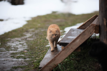 Охота на врага / ***