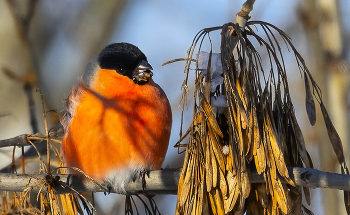 пиршество снегиря / Морозный солнечный день. Минус 22. Стайка снегирей пополняет запас энергии в посадке ольхи. Распушились и стали похожи на елочные игрушки.