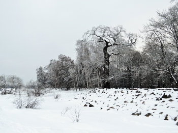 &nbsp; / Сестрорецк