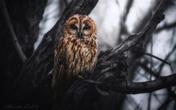 Бессоница / Серая неясыть (рыжая морфа).​ ​В светлое время серые неясыти обычно отдыхают, обосновавшись в подходящем для этого мероприятия дупле, но этой рыженькой особи определенно не спаслось одним очень пасмурным и мрачным днем в лесу на окраинах Краснодара.