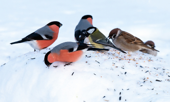 Куча-мала. / ***