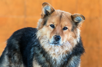 Пёс с умными глазами. / ***