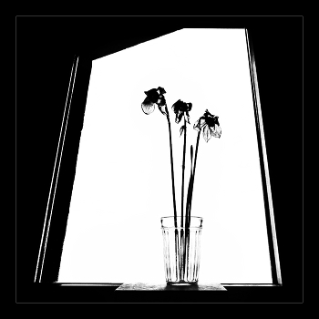 &nbsp; / нарциссы