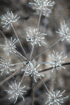 Зима рисует свои узоры... / ***