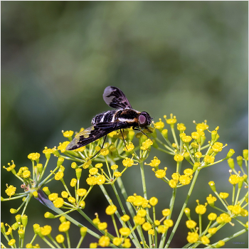 &nbsp; / Печальница маврская (Hemipenthes maura)