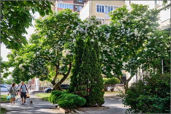 Вспоминая прошедшее лето. / На летних улицах Анапы.