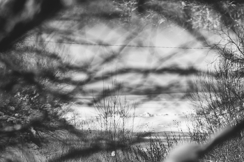 Жизнь вокруг / ***