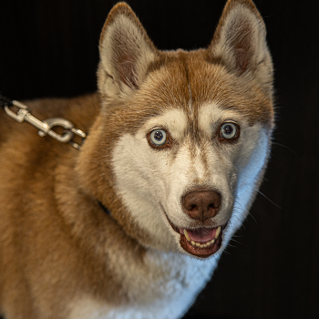 Эти глаза напротив.... / ....
